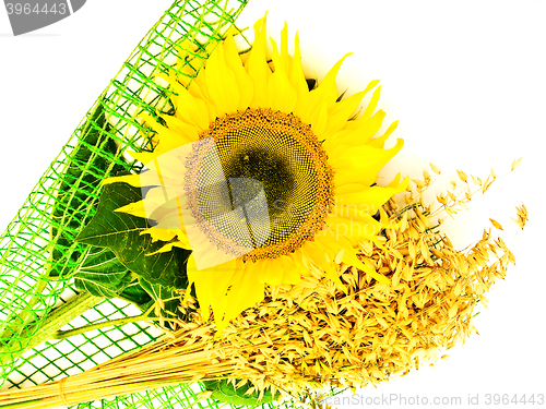 Image of Sunflower And Oats