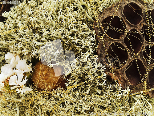 Image of Natural Abstract Background
