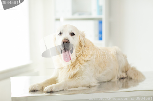 Image of close up of golden retriever dog at vet clinic