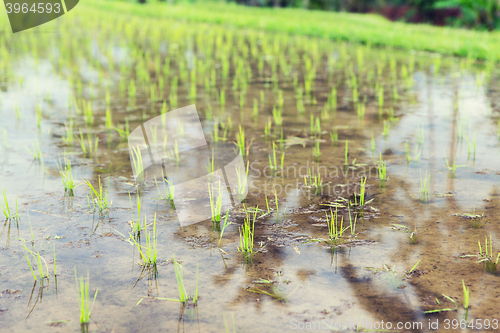 Image of rice field at plantation in asia