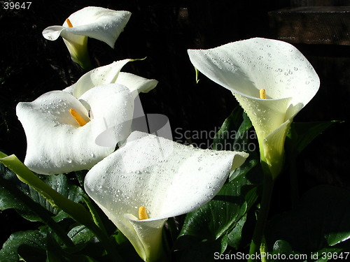 Image of white lily