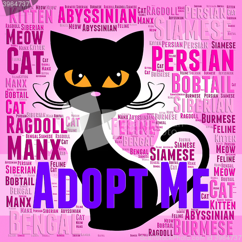 Image of Adopt Cat Indicates Kitty Felines And Cats