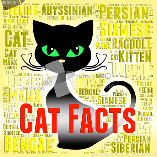 Image of Cat Facts Shows True Knowledge And Puss