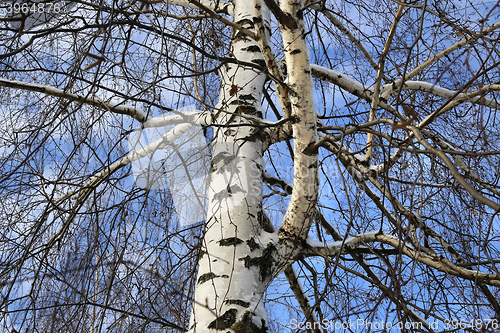 Image of Trunk and branches of birch tree 