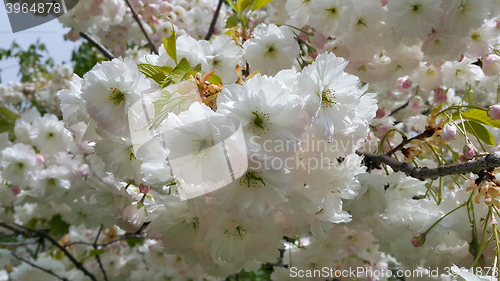 Image of Branch of spring tree with beautiful white flowers