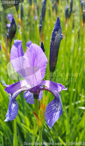 Image of Beautiful Iris flower 
