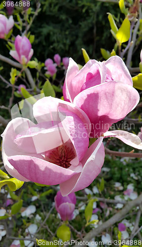 Image of Branch of spring magnolia 