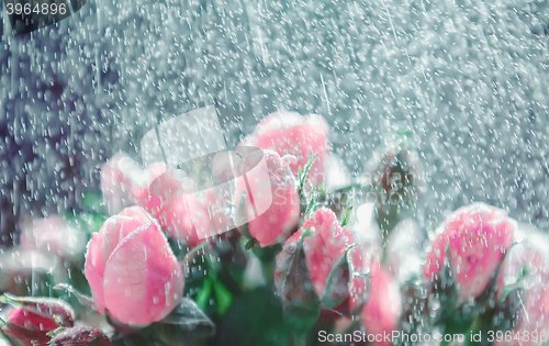 Image of Roses under rain splashes out of focus