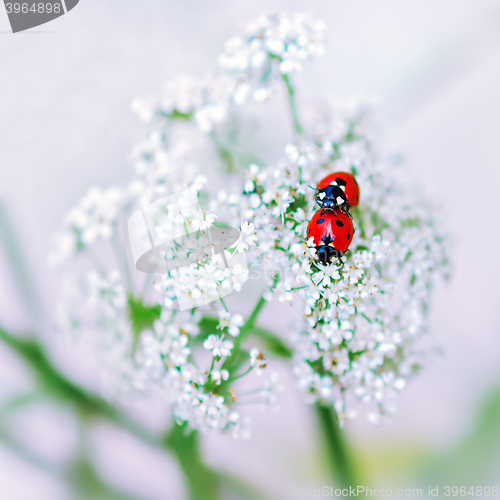 Image of Ladybirds mating on white flowers