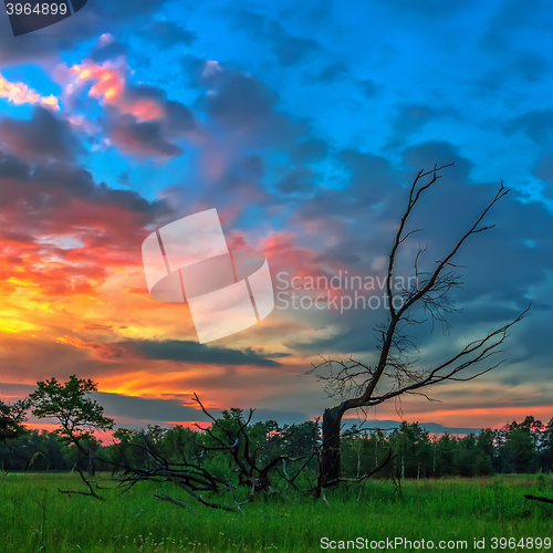 Image of Dead wood on a background of dramatic sunset