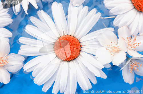 Image of Flowers of chrysanthemums and jasmine closeup