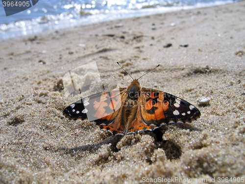 Image of Painted Lady Butterfly on the sand