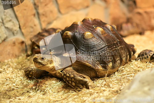 Image of tortoise