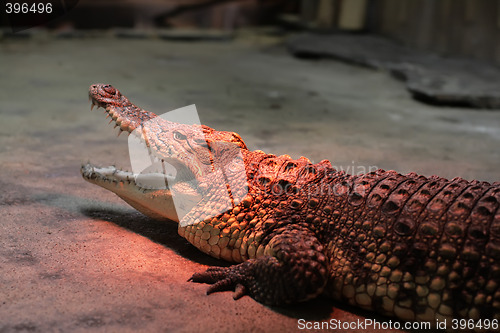 Image of crocodile warming at the zoo