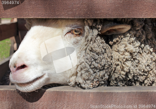 Image of Sheep in Farm Corral