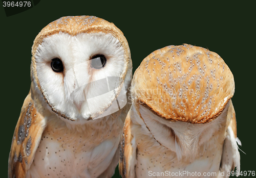 Image of Two Barn Owls