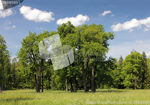 Image of Oak Trees Landscape