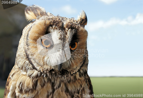 Image of Small Owl