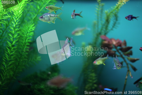 Image of aquarium fish seaweed
