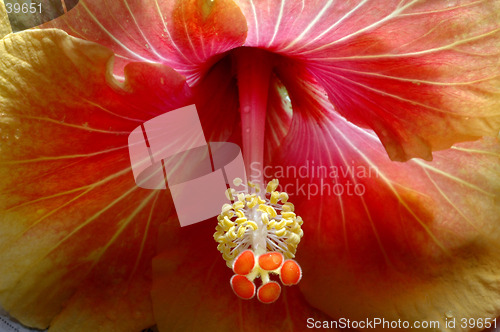 Image of Hibiscus Flower