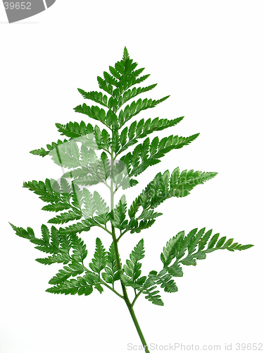 Image of Christmas Fern