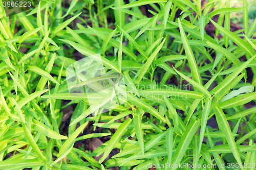 Image of close up of green grass or herb outdoors