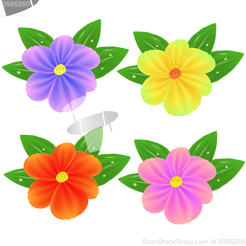 Image of Spring Fresh Colorful Flowers