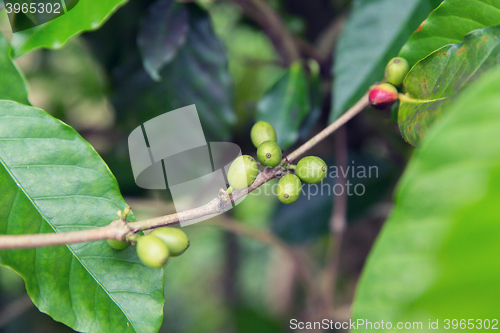 Image of close up of green unripe coffee fruits on branch