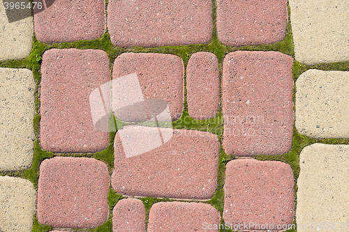 Image of Sidewalk pavers around sprouted moss