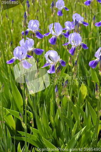 Image of Blooming iris spring