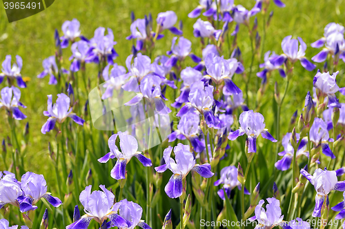 Image of Blooming iris spring