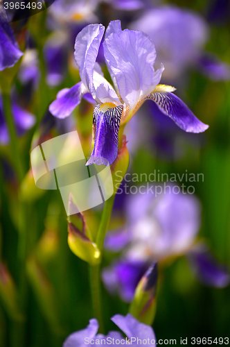 Image of Blooming iris spring