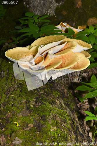 Image of Mushroom Polyporus squamosus, growing on a tree (Polyporus Squamosus)