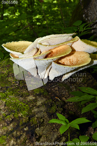 Image of Mushroom Polyporus squamosus, growing on a tree (Polyporus Squamosus)