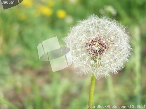 Image of White dandelion