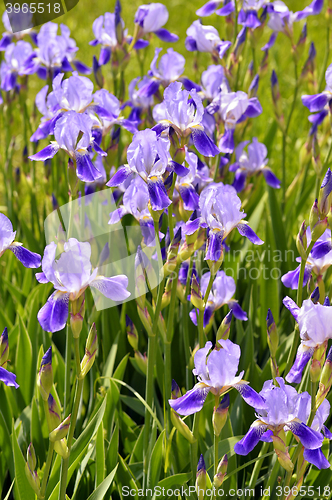 Image of Blooming iris spring