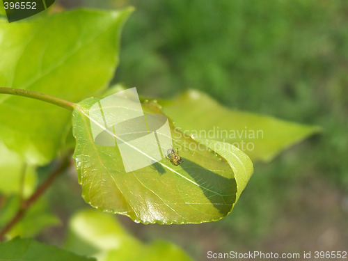 Image of Spider on the leaf