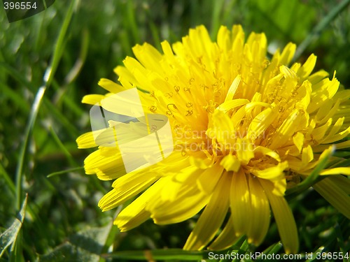 Image of Macro of dandelion
