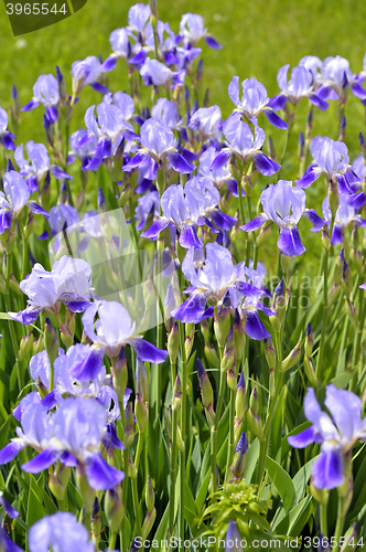 Image of Blooming iris spring