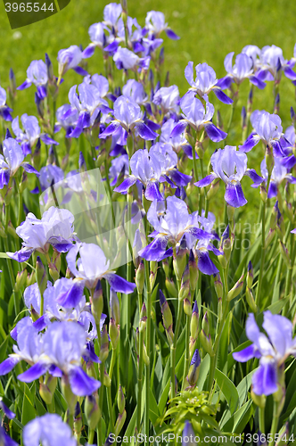 Image of Blooming iris spring