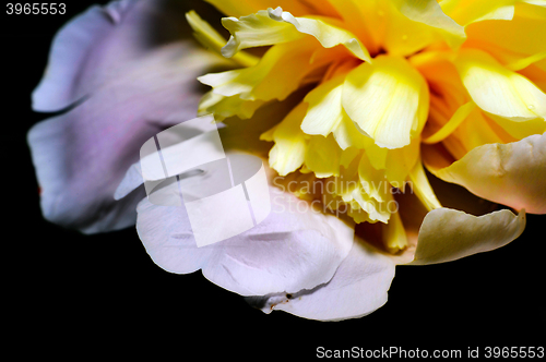 Image of Flowering vines in the garden close-up