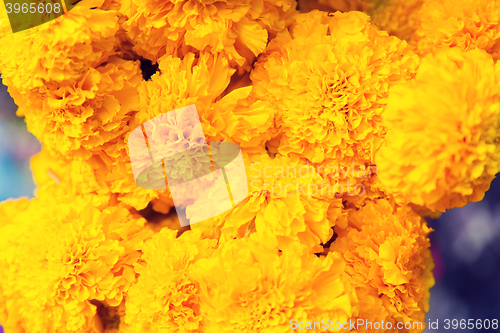 Image of beautiful chrysanthemums flowers