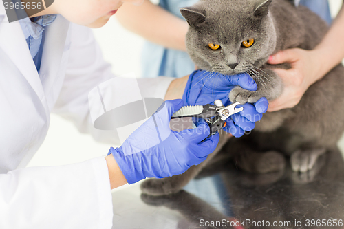 Image of close up of vet with clipper cutting cat nail