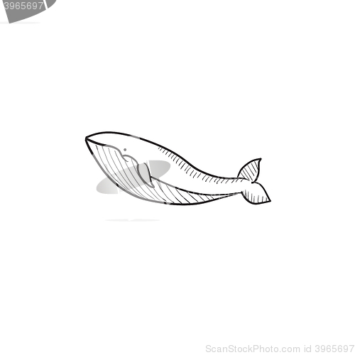 Image of Whale sketch icon.