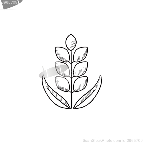 Image of Wheat sketch icon.