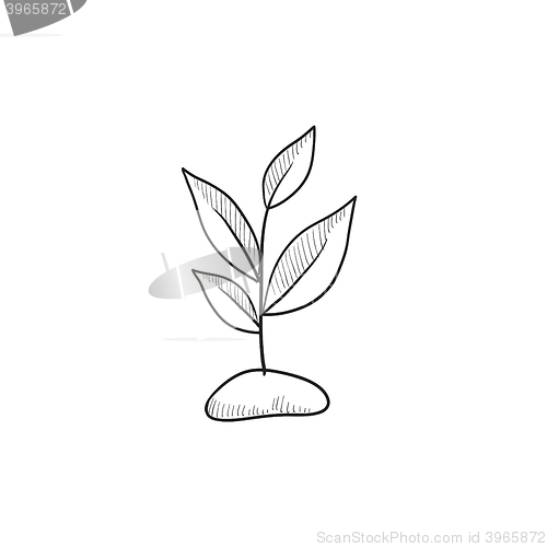 Image of Sprout sketch icon.