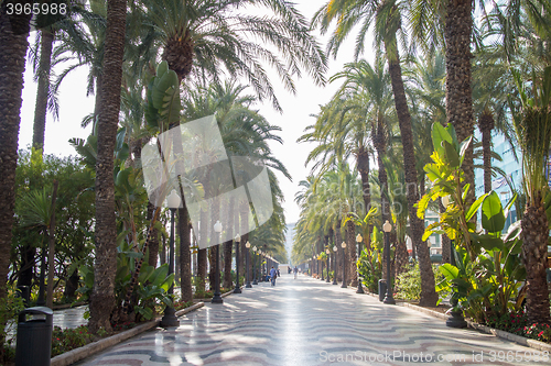Image of Palm alley at Alicante