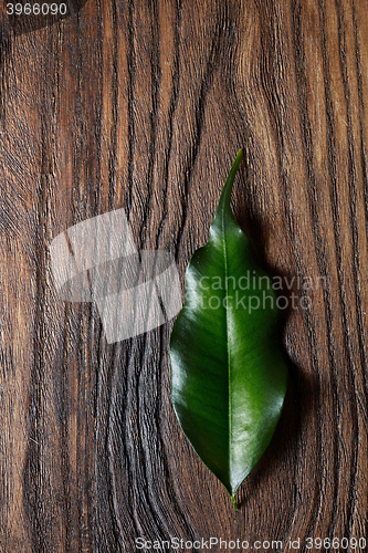 Image of green leaf on wood board