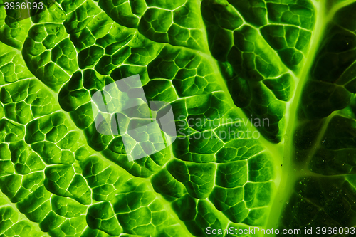 Image of fresh savoy cabbage leaf