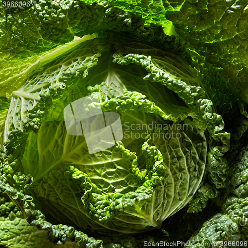 Image of Savoy cabbage head